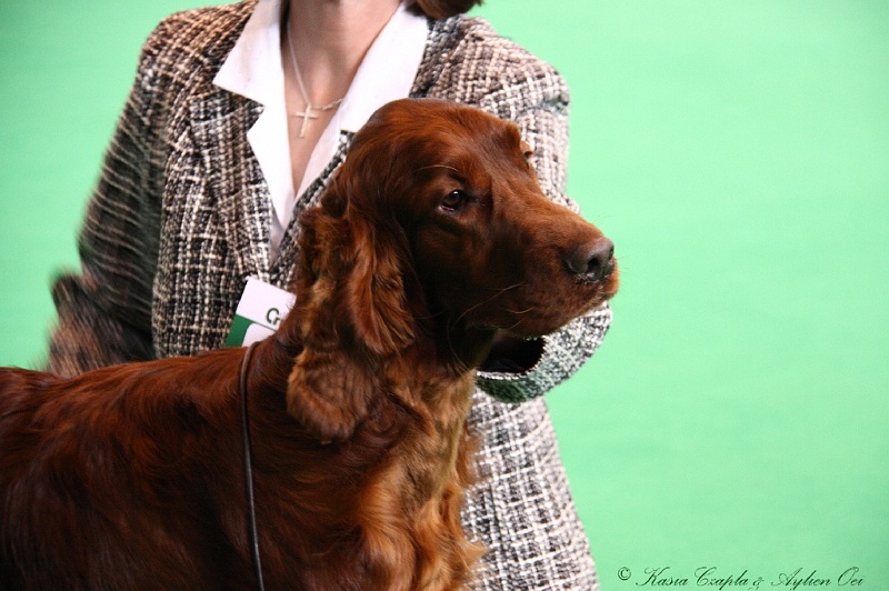 Crufts2011 208.jpg